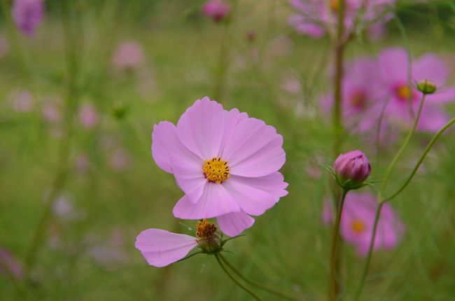 あちこち秋桜を撮って歩きます。
