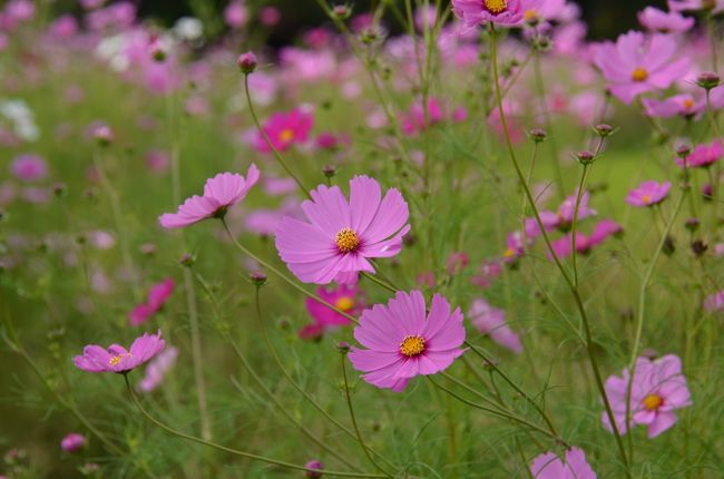 あちらこちら見渡すと秋桜の花。