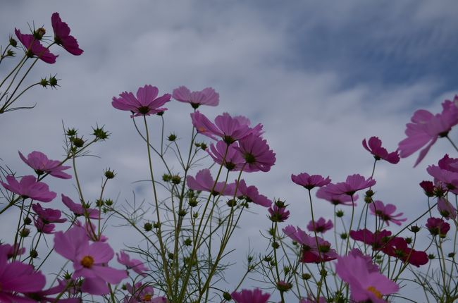 碧く澄んだ秋の空に秋桜の花。緩やかに流れる雲。