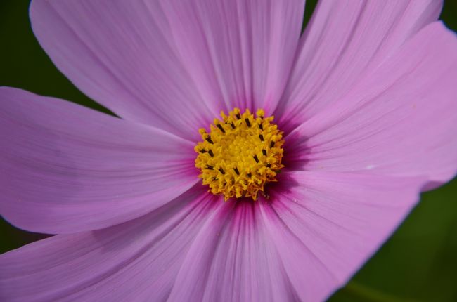 18-300ｍｍのレンズを今日は着けてきました。広角から望遠まで使えるので重宝します。