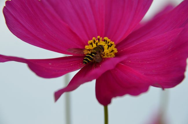 蜜蜂があちこちで蜜を沢山集めています。
