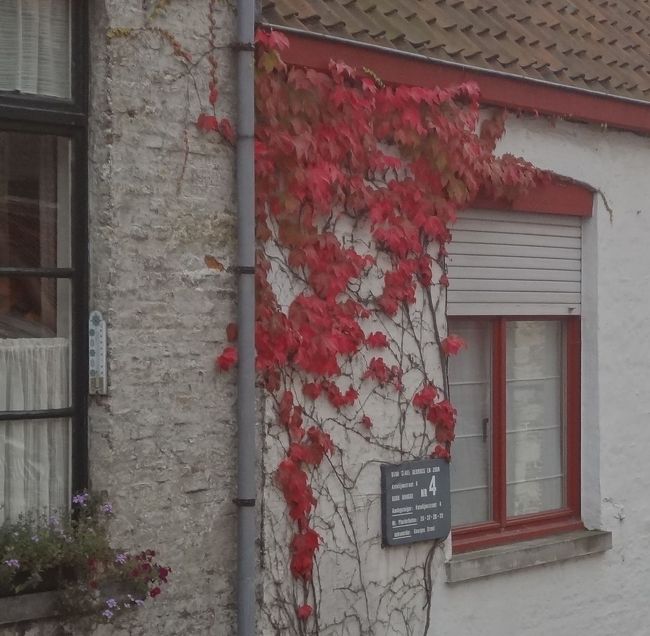 秋蔦這うここは。