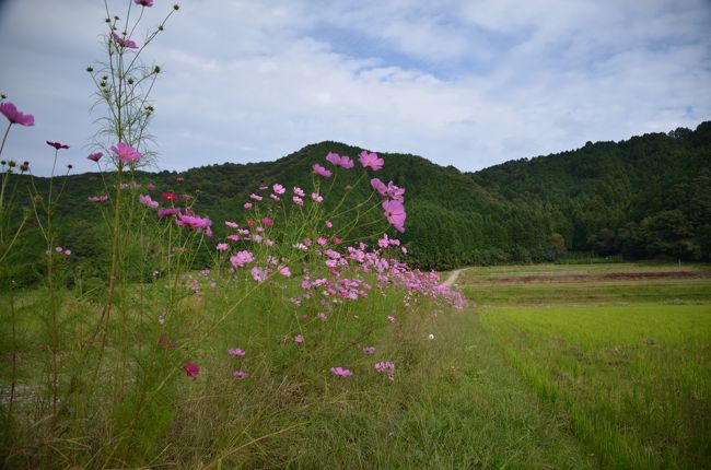 こんなのどかな光景が身近に楽しめるところ。それが奈良の良さ。