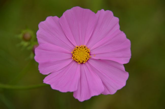 よく見るといろいろな形の花びらがあります。どれも一つとして同じものが無い自然の不思議。