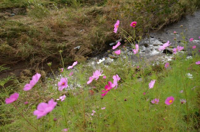 秋らしいのどかな光景を楽しみます。