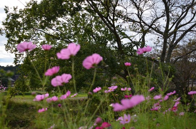 暑かった夏も過ぎ・・・これから段々深まり行く秋。