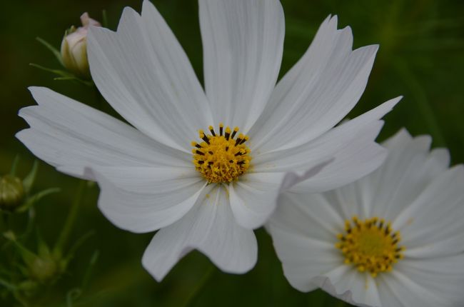 羽を広げたように咲く白い秋桜。