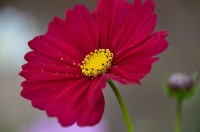 シグナルレッドの秋桜。Rouge（ルージュ）とも。<br /><br />