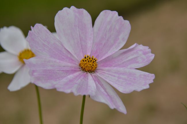 ちょっと変わった色の秋桜。