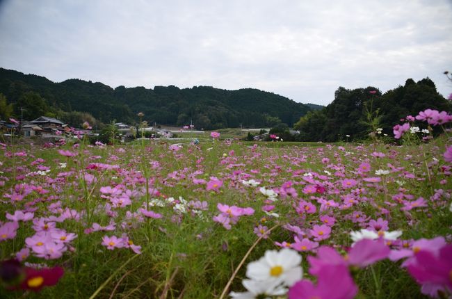 先ほどの場所へ行く途中、気になっていた場所へ引き返しました。