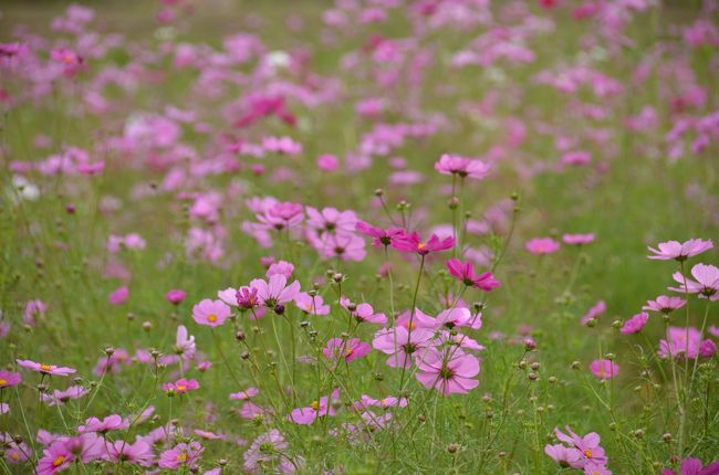 ここは秋桜畑になっていて、自由に入れるようになっていました。