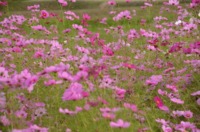 秋桜畑の中へ分け入って撮っています。