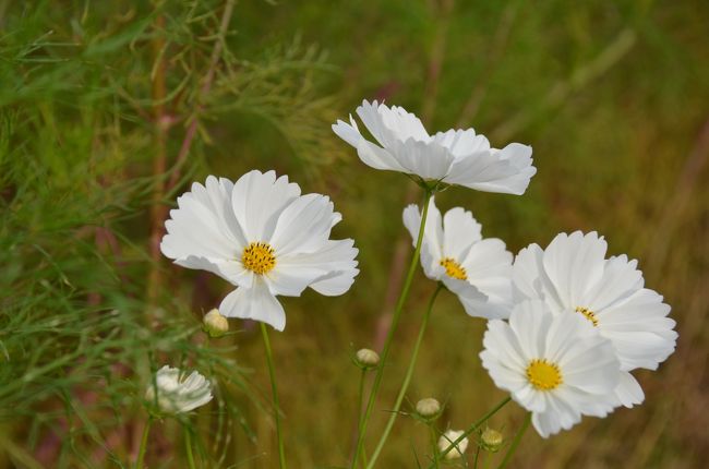 今、このレンズが気に入っています。