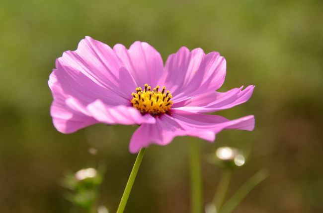 陽が当たっても綺麗ですね。