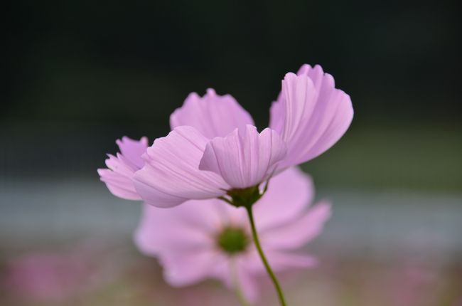 この透明感が好きです。