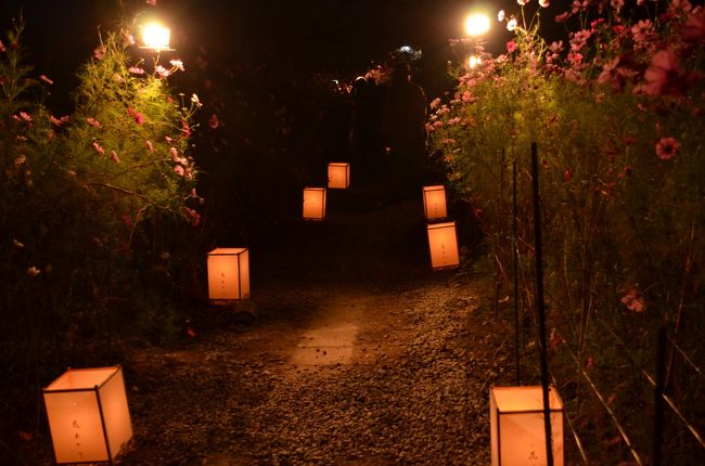 美味しいマフィンで休憩の後、ライトアップされている「般若寺」へ来ました。<br />駐車場は60台止められるようですが、行った時、ほぼ満車状態で、かろうじて2台分が空いていました。<br /><br />