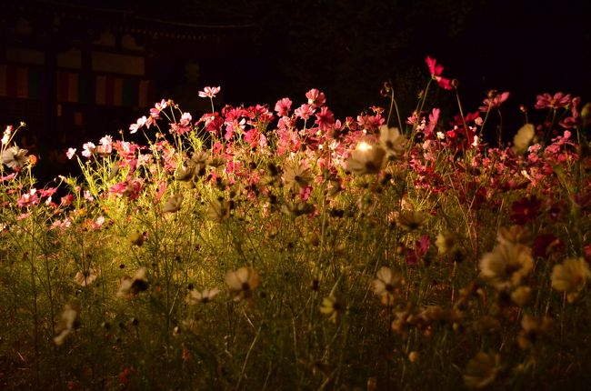 ライトアップされた秋桜
