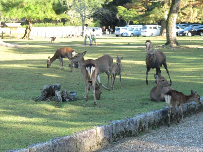 さらに進んでいき、道路を渡ると鹿だらけ！<br /><br />売店でシカせんべい（150円）が売られているので<br />頑張って買いましょう。<br /><br />鹿はお利口なので、売店でお金を出している姿を見かけると<br />あちこちから寄ってきます。気がつけば鹿に囲まれてます。<br /><br />おまけに早く餌をよこせ！と頭突きをしてきます。<br />かなり欲張りや。<br /><br />シカせんべいを隠し、手にはコンビニのビニールなど持たない。<br />鹿がかじってきます。<br /><br />いい服を着て行かない。<br />鹿に突進され服はドロドロに、ひづめの型がついたり。。。<br /><br />ある意味戦場です。<br />