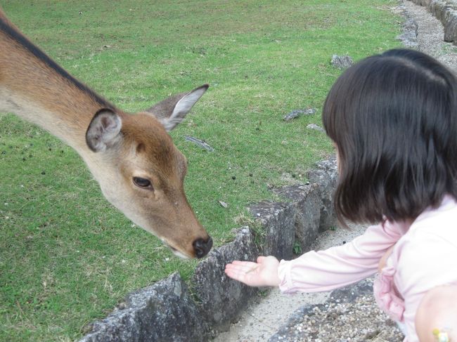慣れてきたらこのようにメスのおとなしめの鹿に<br />餌をあげてもいいかも。<br /><br />動物好きな子供なら、ここでしばらく遊べますよ。