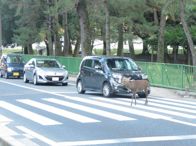 鹿横断中。<br />信号無視はするけど、お行儀よく横断歩道を使っています。
