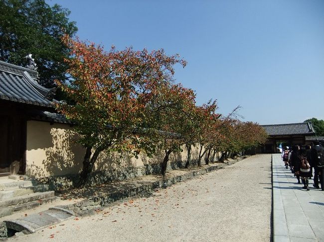 さくらの並木もいい感じ<br />