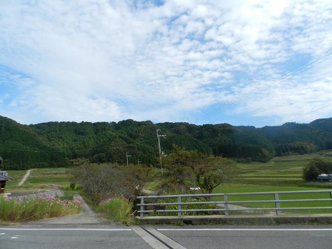 木津川市の「アンナプルナ」を出て約30分、柳生の里（奈良市阪原町辺り）に到着しました！<br />JOECOOLの頭の中では、そこいらじゅうにコスモスの花が咲き乱れている勝手なイメージを持っていたので、「えっ！？こんなもん？？」と思ってしまいました。<br /><br />ガブちゃんが近くにいた地元の人に聞いてくれたところ、この辺り一帯がそうなのですとのこと。