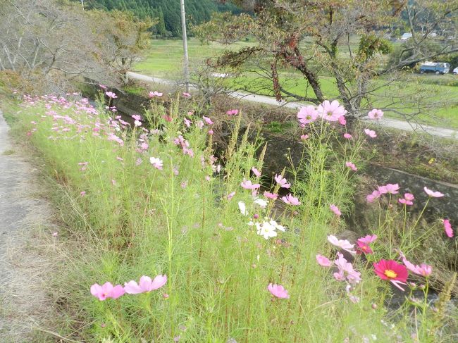 車を適当に駐めて土手沿いの畦道を歩き始めました。<br />まばらに咲いているように見えたコスモスですが、近づいてみるとやっぱり綺麗！