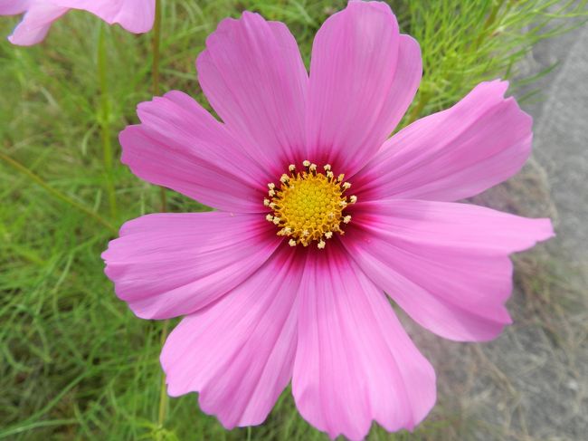 柳生の里のコスモスはほとんどが３種類の色の花でした。<br /><br />やっぱりコスモスといえばこの薄紅色ですよね。<br />この色のコスモスを見るとあの歌を思い出します。<br />「♪薄紅の秋桜が秋の日の　何気ない陽だまりに揺れている...♪」