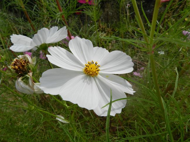 白のコスモスは清楚でイイですね〜。