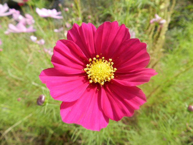 そして妖艶な感じさえする濃いピンク。