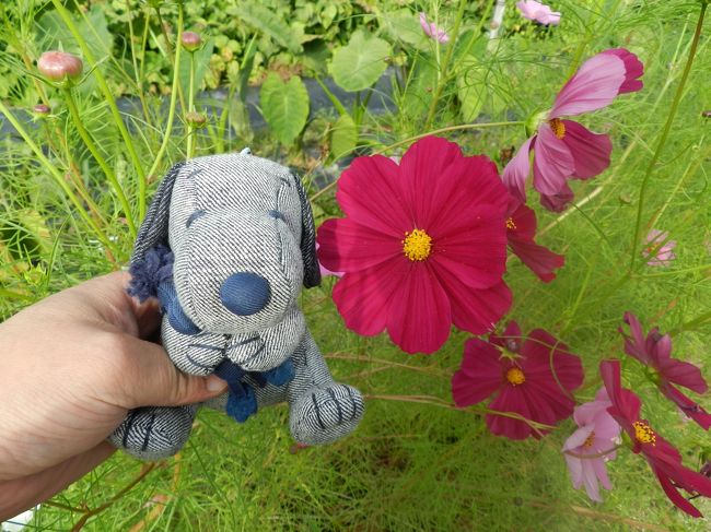 デニムスヌ君とコスモスの花♪