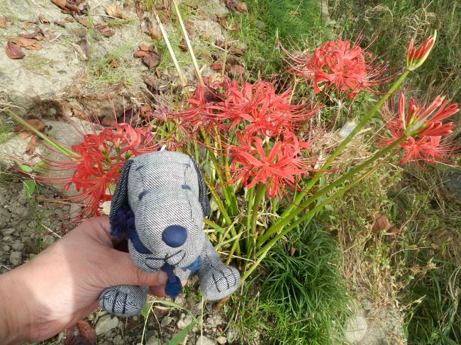 ピークは過ぎていますが、彼岸花も若干残っていました。