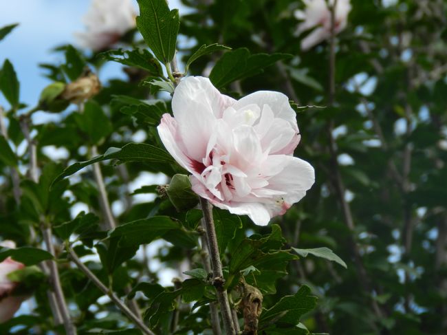 ムクゲの花も少しだけ残っているようです。