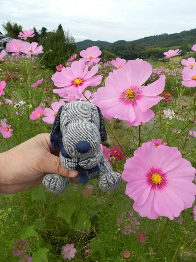 ここの花は一つ一つが大きいような気がしました。