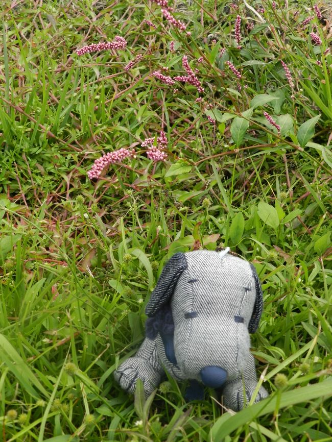 スヌ君：「お〜い、ここにイヌタデの花も咲いているよ〜！」