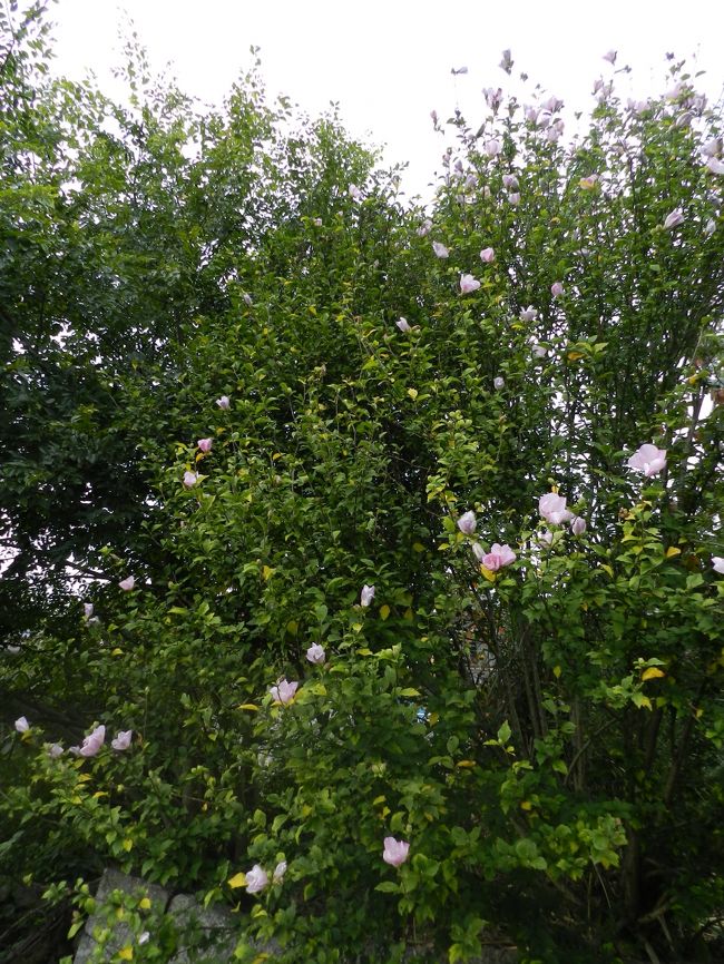 ムクゲの木がありました。