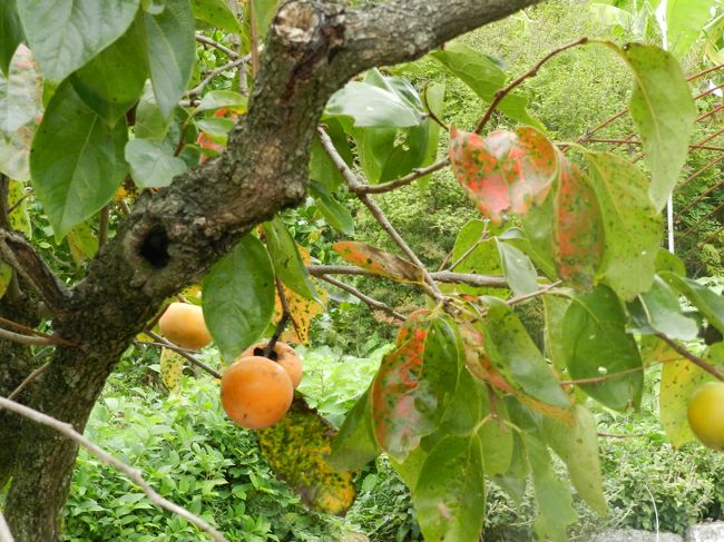 ぶらぶら歩いていると柿の実が生っているのを見つけました。<br />これは渋柿かも...