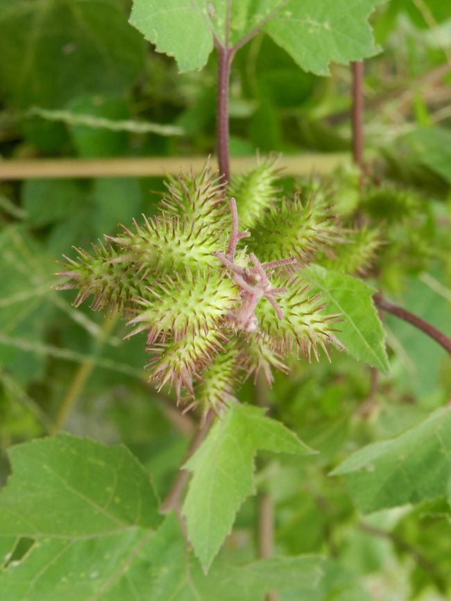 おっ！<br />「ひっつきむし」だっ！！<br /><br />子供の頃はこれを投げ合ってよく遊んだものですが、久しく見かけませんでした。<br />懐かしいなあ...