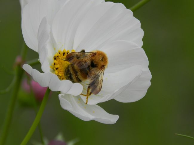 ミツバチ君もたくさん飛んで来ていました。<br />たっぷりと蜜を吸えたでしょうか？？<br />でもかなり花粉まみれになっていますね〜！