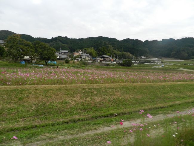 柳生地区を縦断する国道369号線は、「コスモス街道」とも呼ばれている道路です。<br /><br />先ほどの場所から1km程手前にもコスモス畑がありました。<br />ここは、子供たち向けに「コスモス迷路」として開放されています。