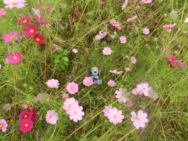 スヌ君はお花畑に寝そべってちょっと休憩？？