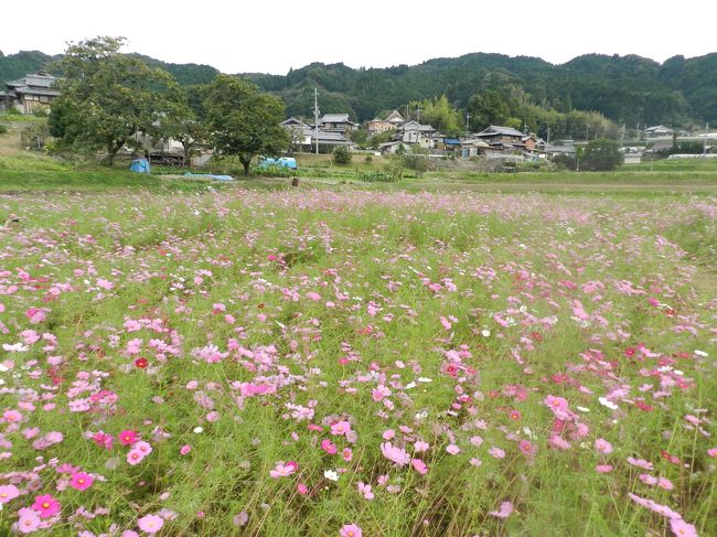 一面に広がるコスモス畑、綺麗ですね〜♪