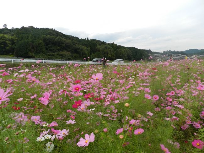 ローアングルで撮った方が綺麗かな？