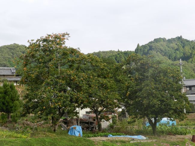 大きな柿の木をズーム。