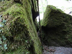 洞門は落石の危険があり中にはいることはできないので、手前にガイドの方がいて説明してくれました。苔の洞門は名前の通り３０種類もの苔で覆われているのですが、手前の岩肌にも様々な苔を見ることができました。
