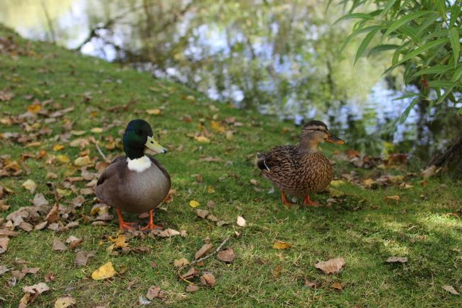 鴨の夫婦が仲良く散歩していました。
