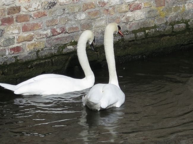 白鳥も夫婦かな？