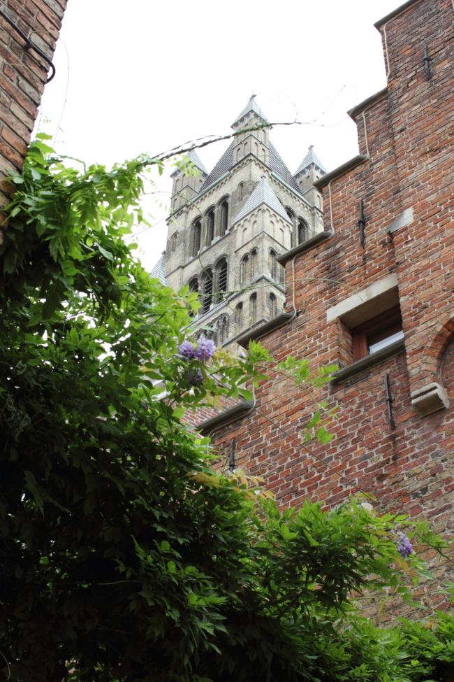 藤の様な花が咲いていました。<br /><br />秋咲の品種か全く別物か分かりません。