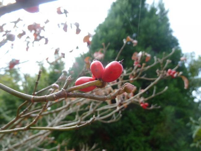 後はちょっと散歩へ・・・<br /><br />庭の赤い実