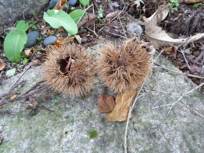 栗の木もあり<br />実がたくさん落ちていました。
